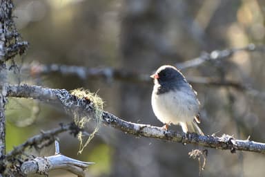 Démystifier la science | Quand le junco quitte les mangeoires