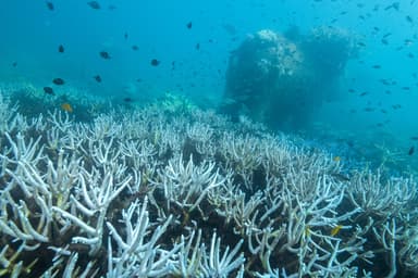 Faut-il s’inquiéter du réchauffement des océans ?