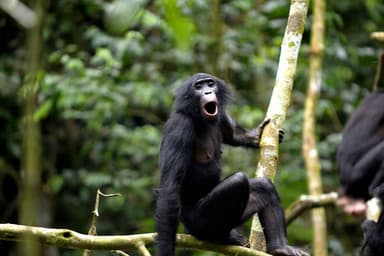 L’IA pour parler aux animaux ?