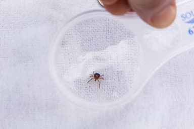 Une allergie à la viande transmise par les tiques