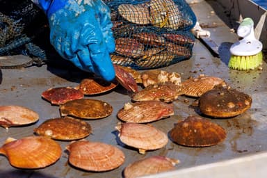 Côte-Nord | Des toxines rendent la consommation de mollusques dangereuse