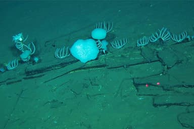 Océan Indien | Un grand cimetière de baleines au fond des abysses