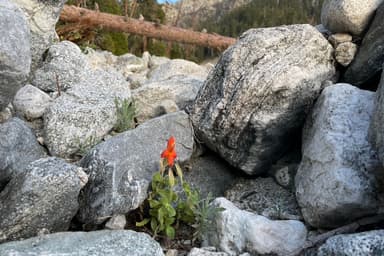 Adaptation aux changements climatiques | Une fleur californienne développe une résistance à la sécheresse