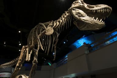 Paléontologie | Gros débat sur les petits bras du tyrannosaure