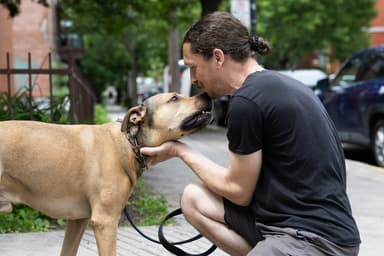 Enquête sur les chiens dangereux | L’interdiction des chiens de type pitbull ne règle pas tout